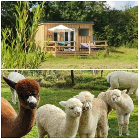 Dartmoor Reach Alpaca Farm Heated Cabins 5 Mins Drive To Dartmoor Bovey Tracey Esterno foto
