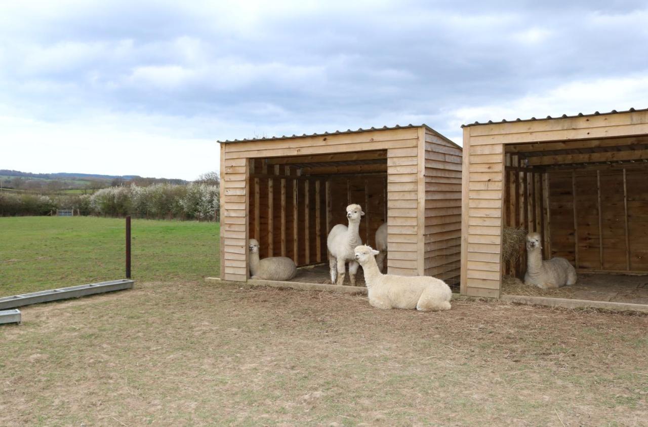 Dartmoor Reach Alpaca Farm Heated Cabins 5 Mins Drive To Dartmoor Bovey Tracey Esterno foto