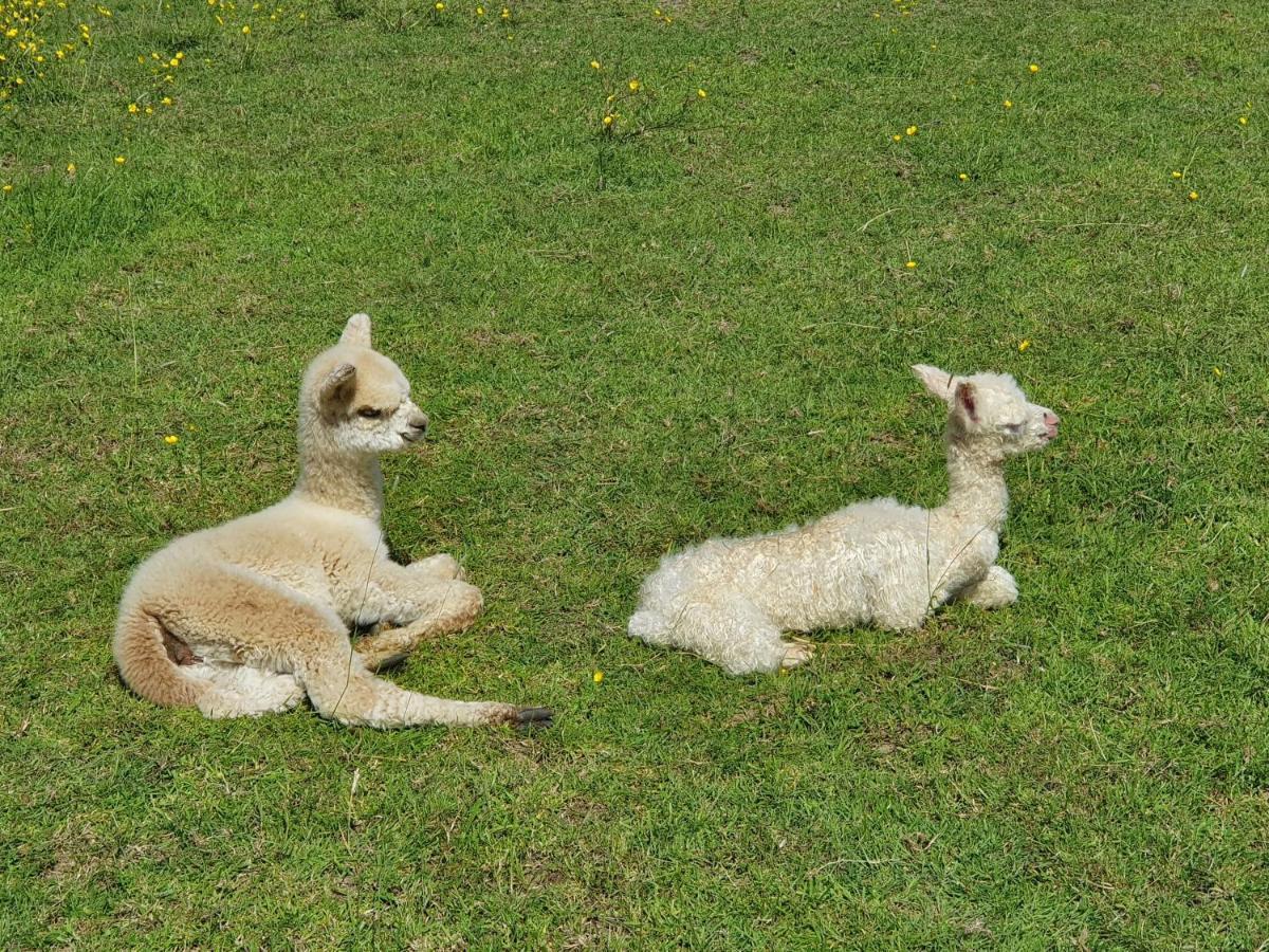 Dartmoor Reach Alpaca Farm Heated Cabins 5 Mins Drive To Dartmoor Bovey Tracey Esterno foto