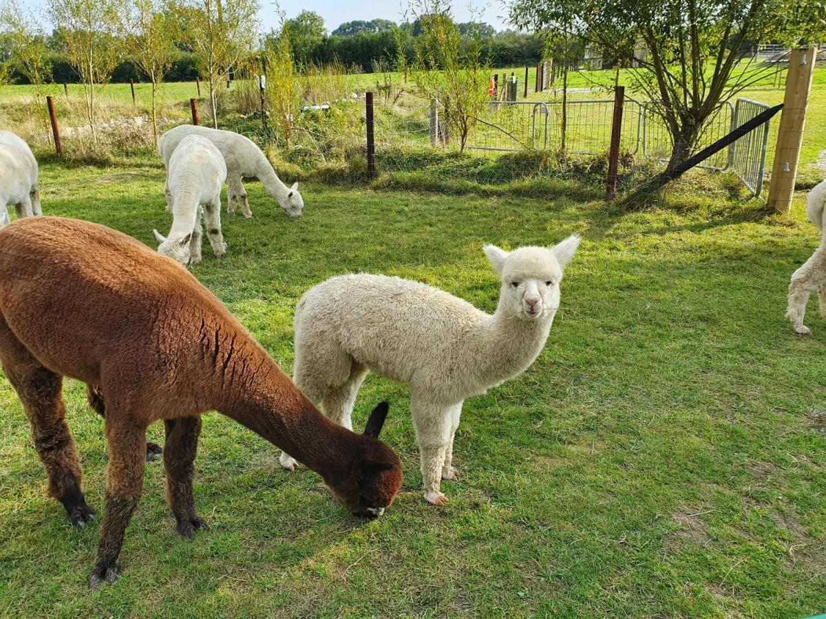 Dartmoor Reach Alpaca Farm Heated Cabins 5 Mins Drive To Dartmoor Bovey Tracey Esterno foto