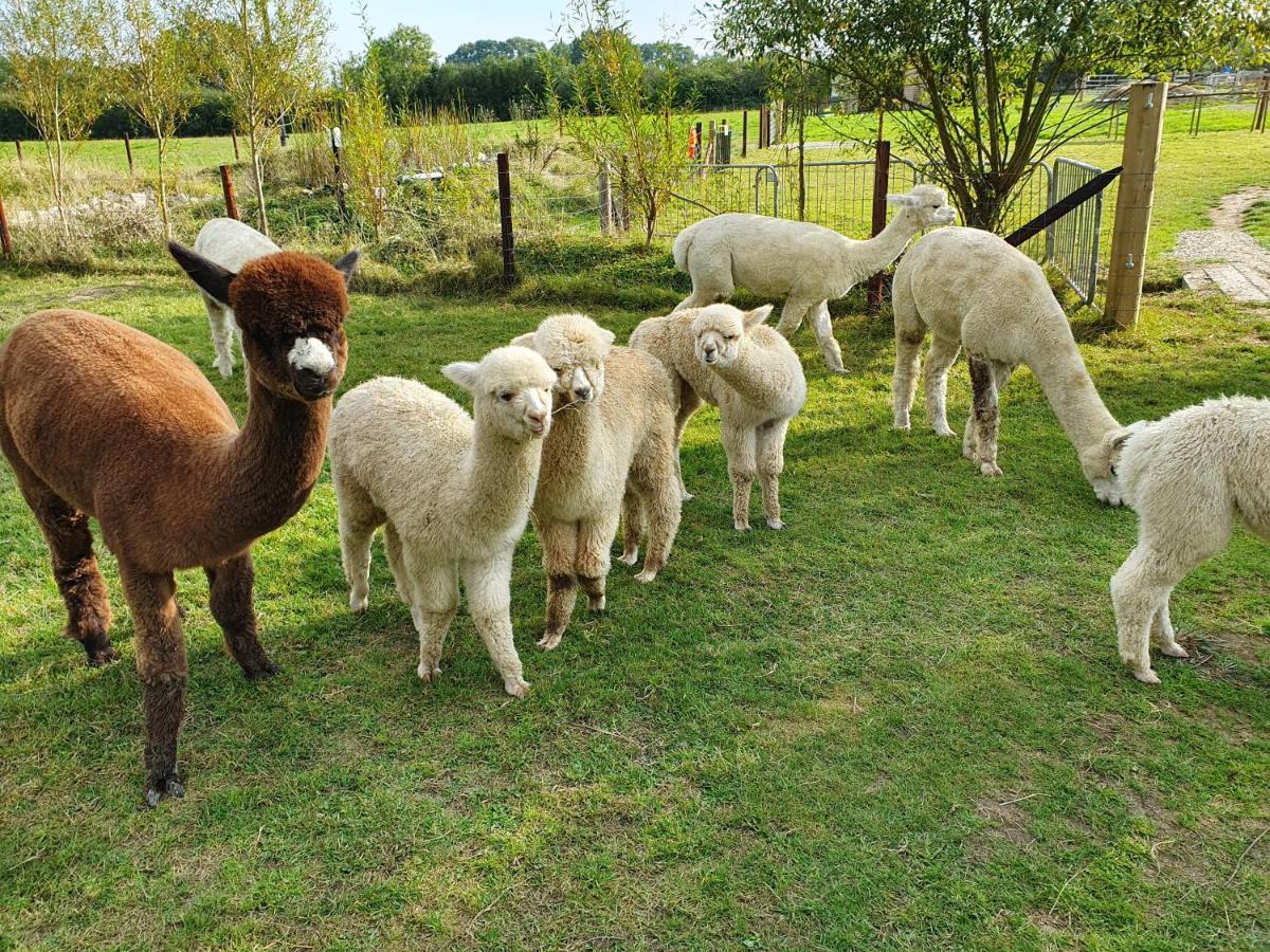 Dartmoor Reach Alpaca Farm Heated Cabins 5 Mins Drive To Dartmoor Bovey Tracey Esterno foto