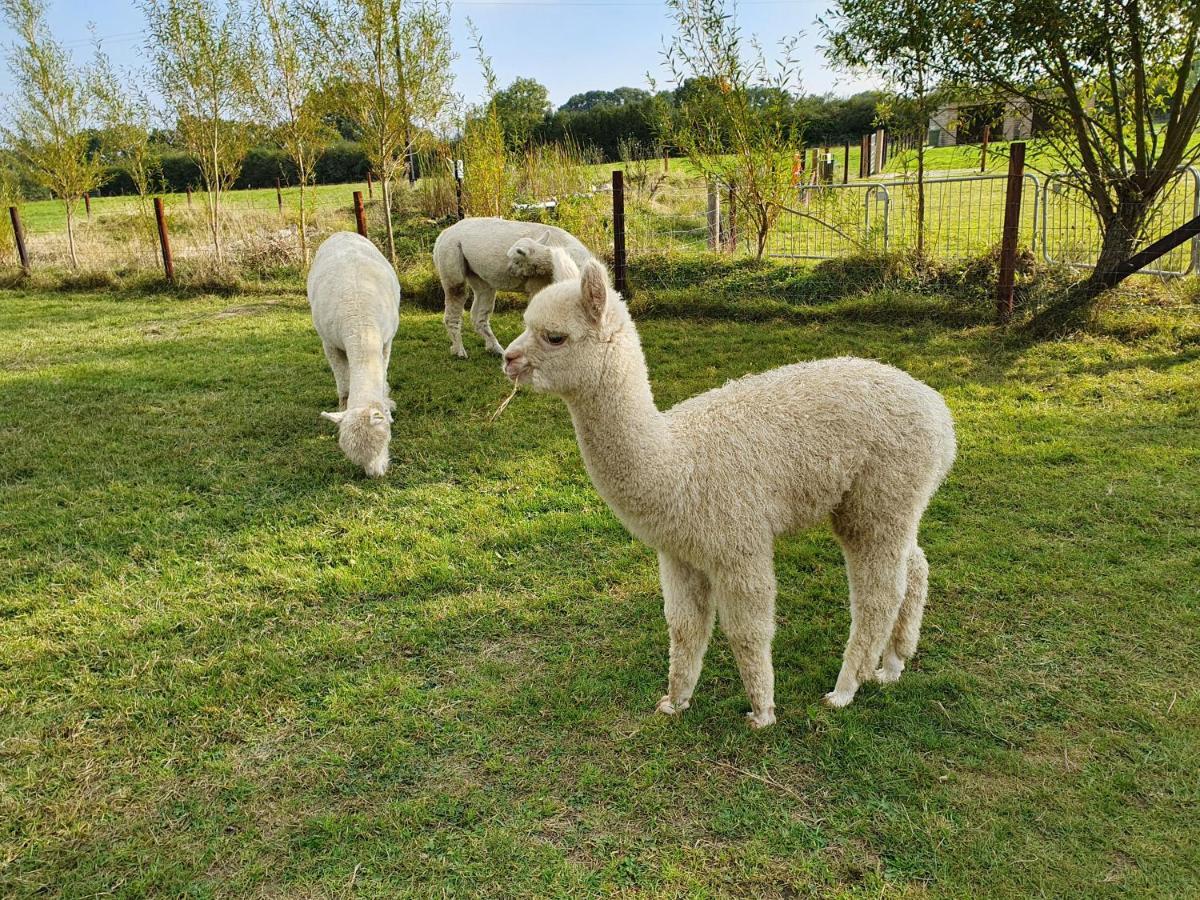 Dartmoor Reach Alpaca Farm Heated Cabins 5 Mins Drive To Dartmoor Bovey Tracey Esterno foto