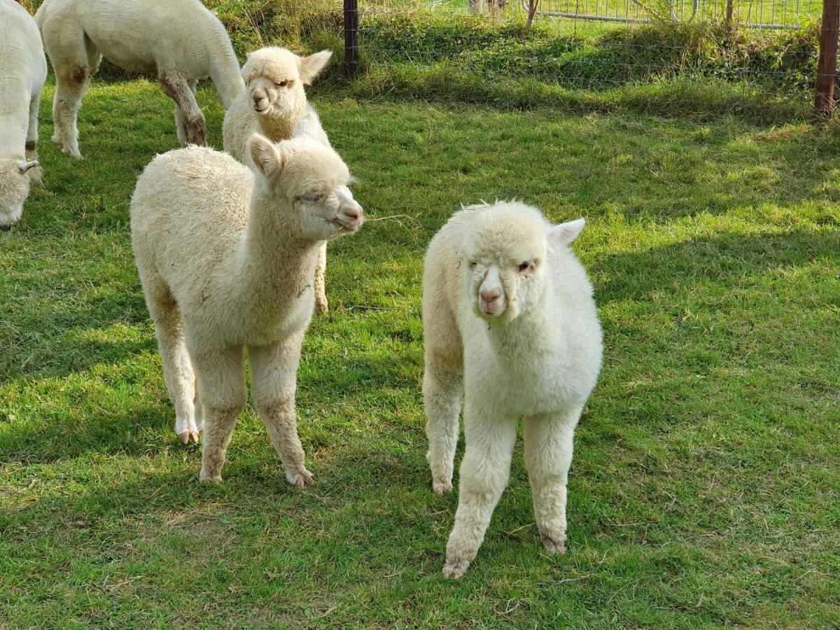 Dartmoor Reach Alpaca Farm Heated Cabins 5 Mins Drive To Dartmoor Bovey Tracey Esterno foto