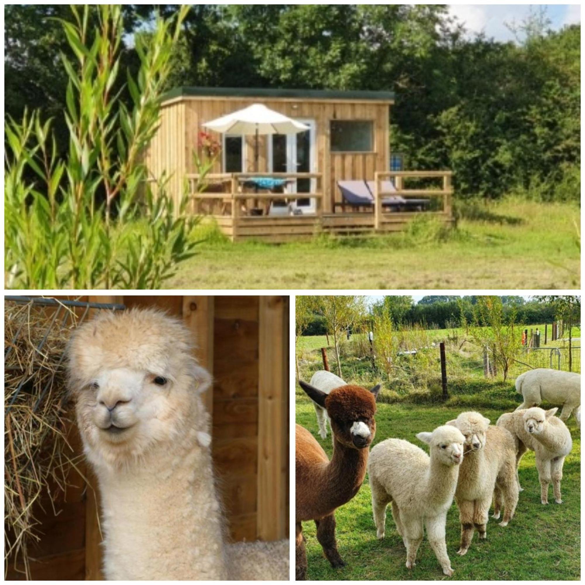 Dartmoor Reach Alpaca Farm Heated Cabins 5 Mins Drive To Dartmoor Bovey Tracey Esterno foto