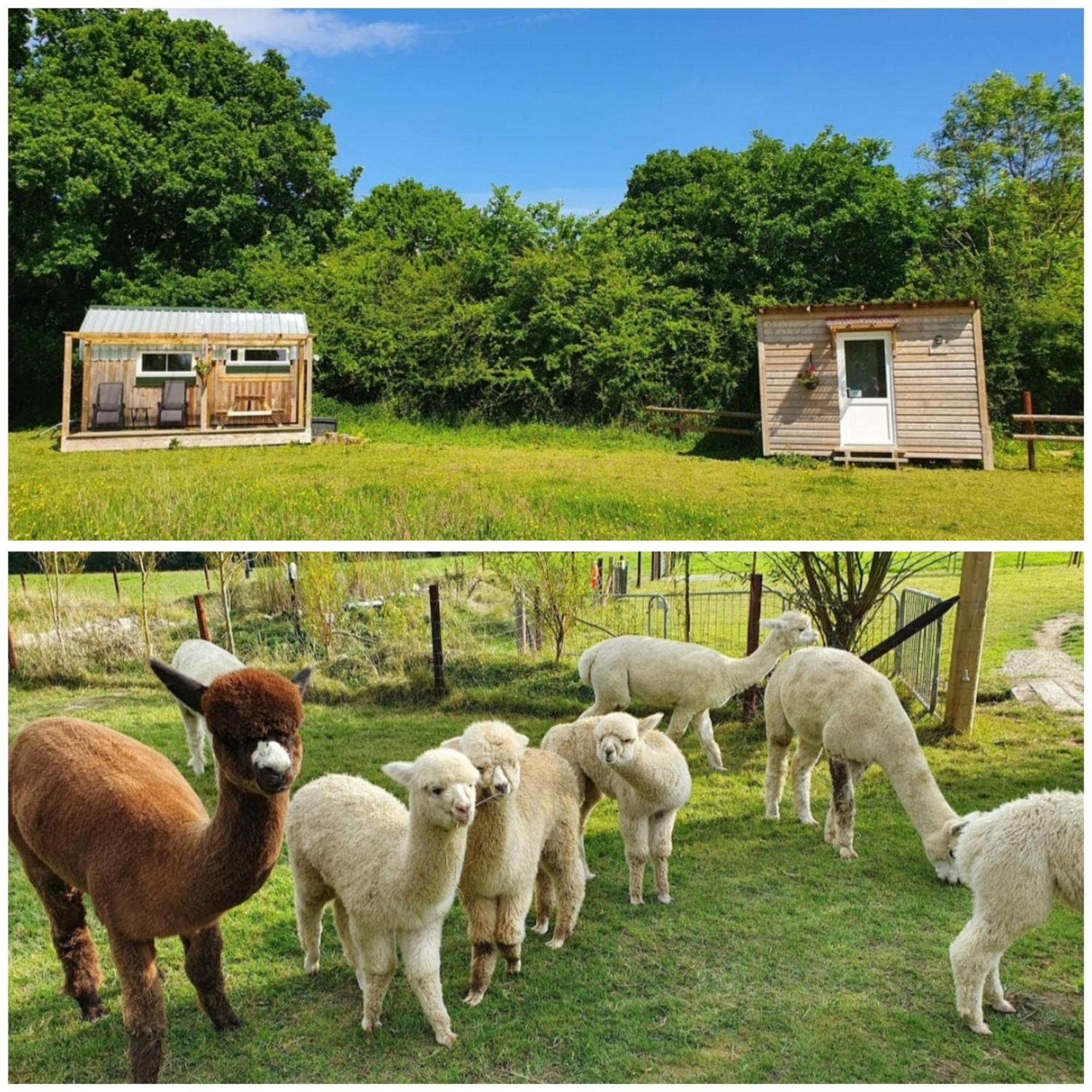 Dartmoor Reach Alpaca Farm Heated Cabins 5 Mins Drive To Dartmoor Bovey Tracey Camera foto