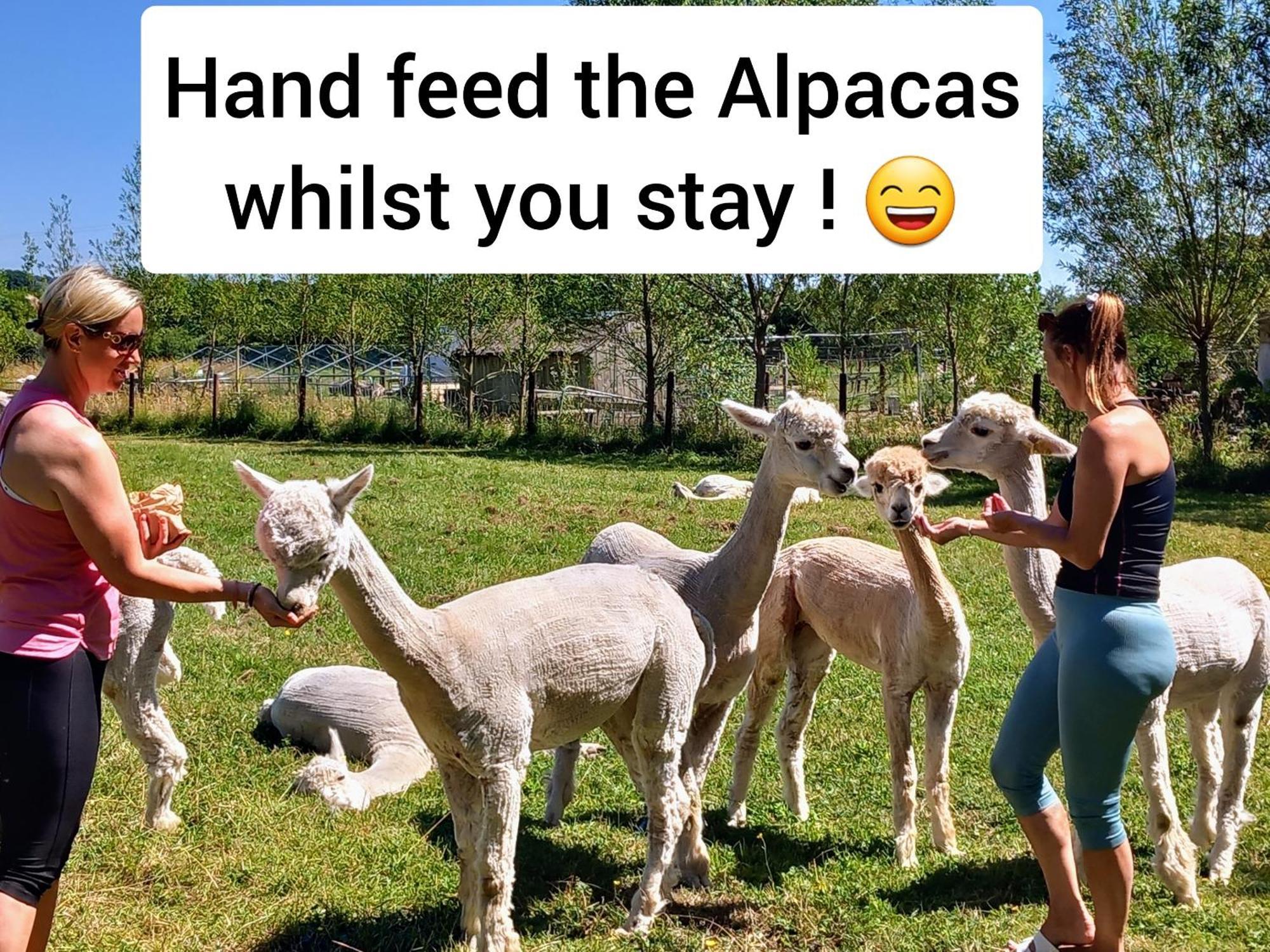 Dartmoor Reach Alpaca Farm Heated Cabins 5 Mins Drive To Dartmoor Bovey Tracey Esterno foto