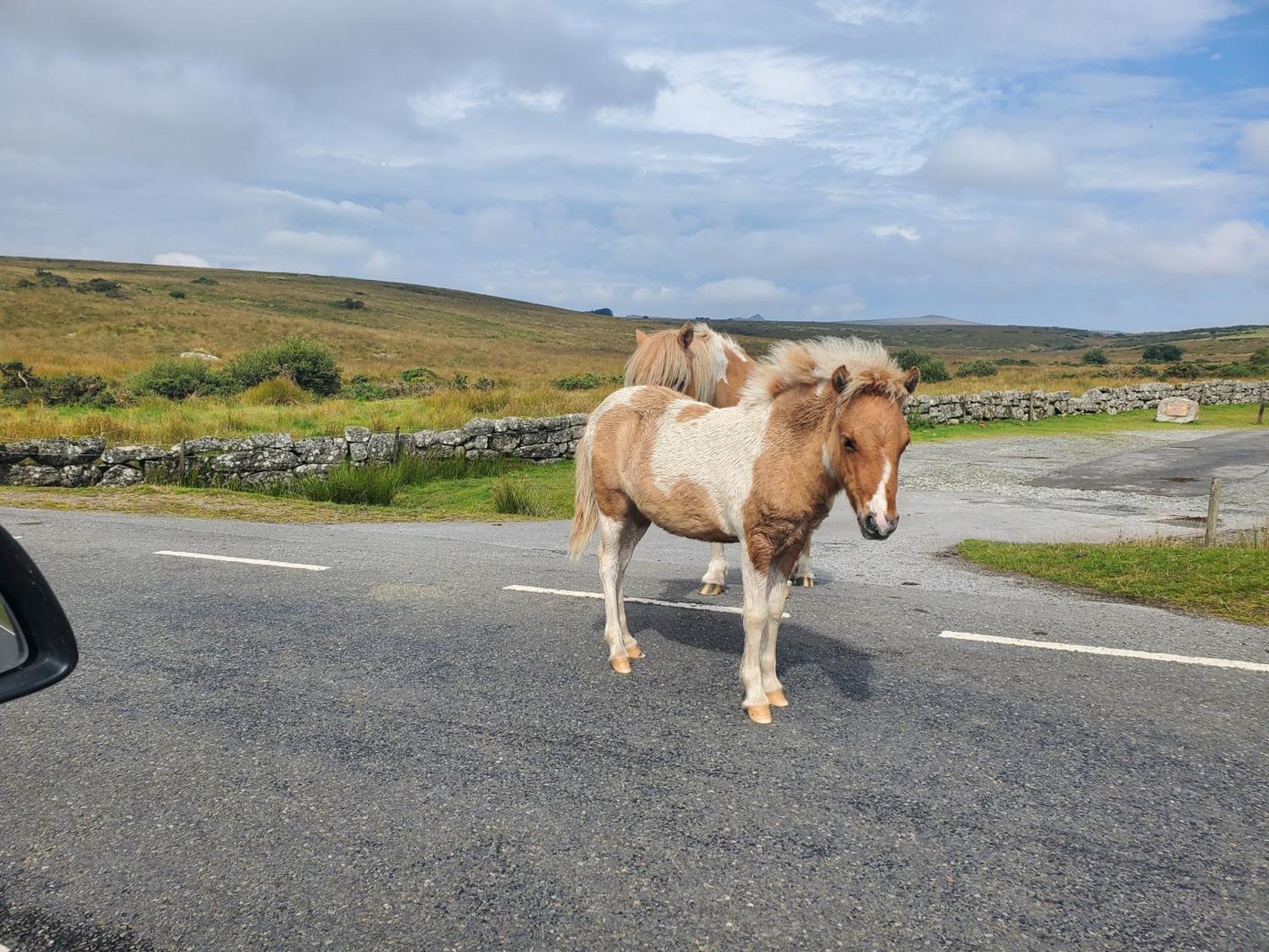 Dartmoor Reach Alpaca Farm Heated Cabins 5 Mins Drive To Dartmoor Bovey Tracey Esterno foto