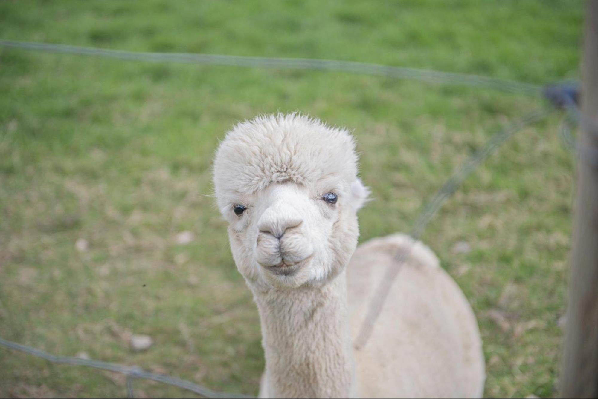 Dartmoor Reach Alpaca Farm Heated Cabins 5 Mins Drive To Dartmoor Bovey Tracey Esterno foto