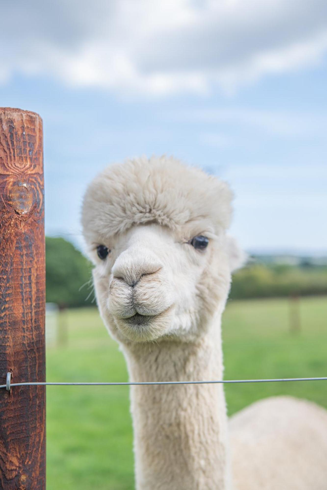 Dartmoor Reach Alpaca Farm Heated Cabins 5 Mins Drive To Dartmoor Bovey Tracey Camera foto